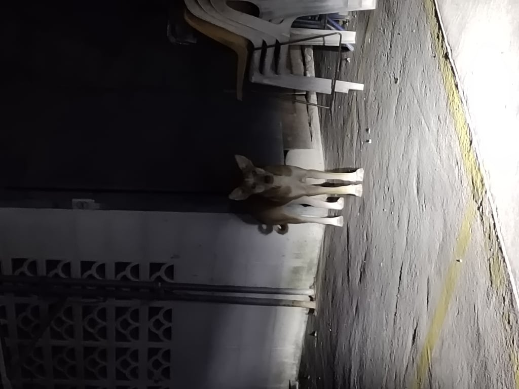 ตามหาเจ้าของหมา สูง ผอมเพรียว  ขี้กลัว