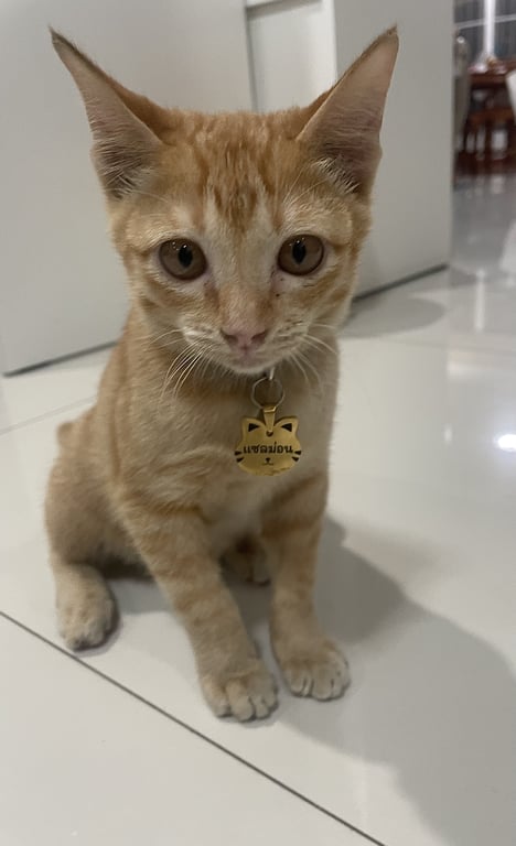 ตามหาเจ้าของแมว อายุ1-3เดือน