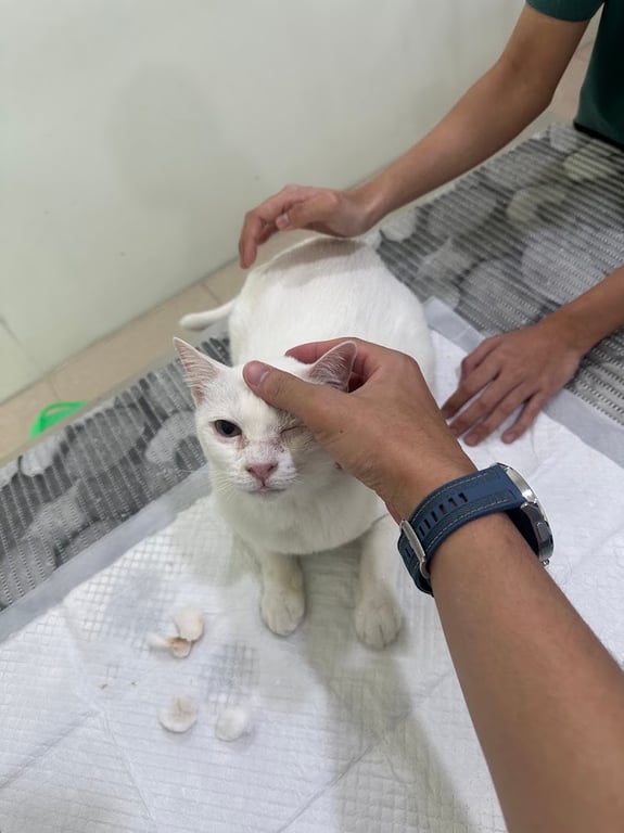โรงพยาบาลสัตว์ วี-ทรีท VeTreat Animal Hospital