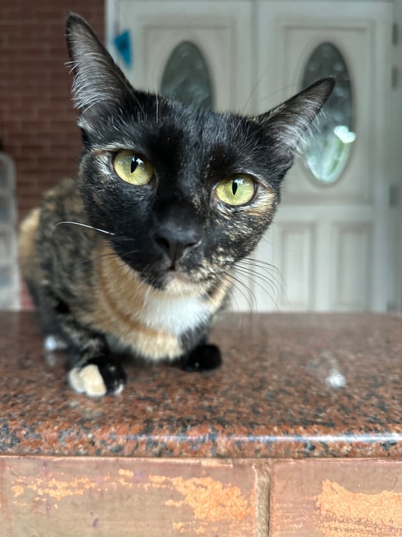 ขำนิล