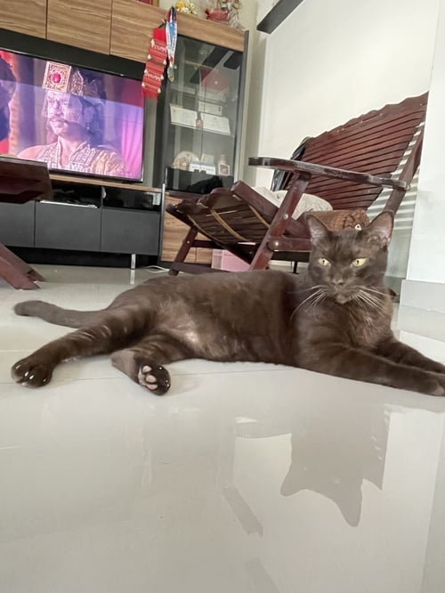 คอปเปอร์
