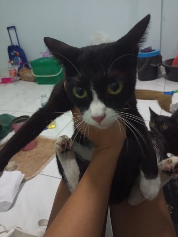 ตามหาเจ้าของแมว 