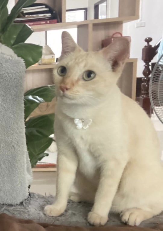 เบลล่า