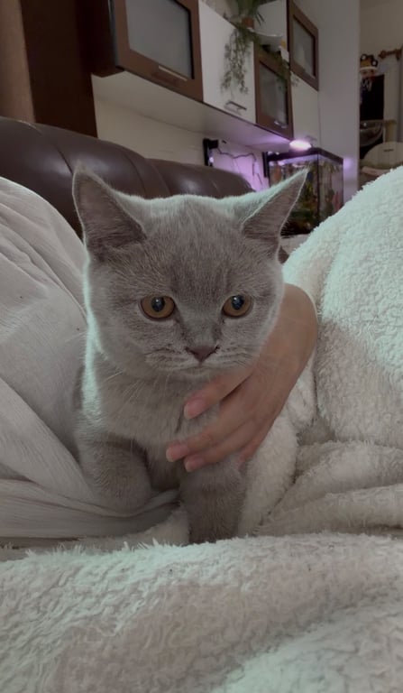 ลูน่า