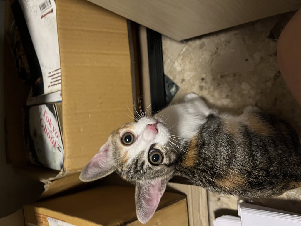 ตามหาเจ้าของแมว 