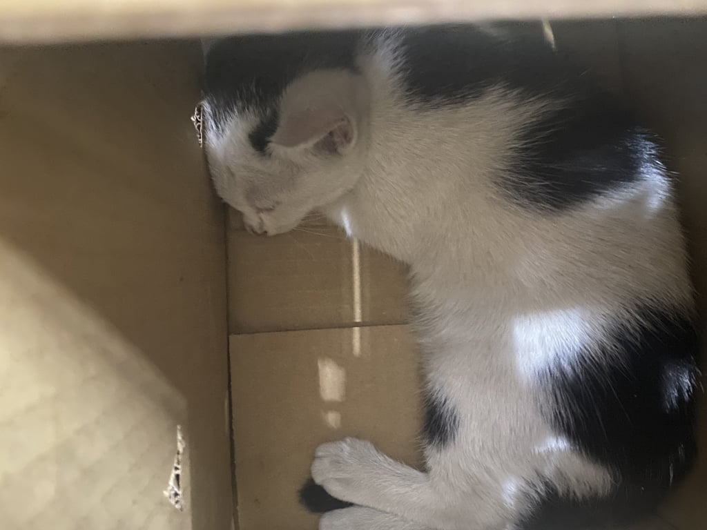 ตามหาเจ้าของแมว ลูกแมวเพศเมีย ลายขาวดำ