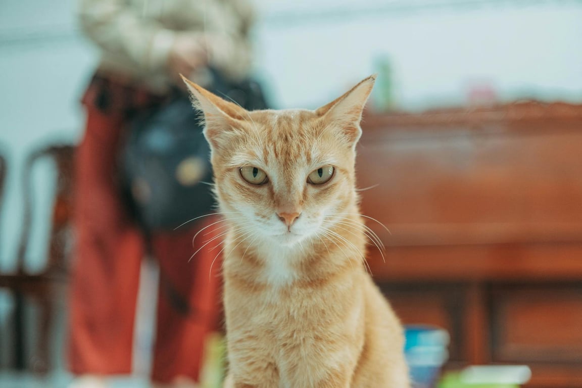 Apple เปิดตัวแคมเปญโฆษณา Shot on iPhone Pets ฉลองความน่ารักของสัตว์เลี้ยง