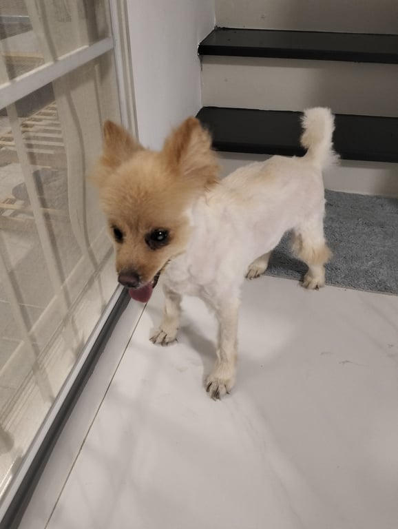 ตามหาเจ้าของหมา ตัดขนเกรียนเหลือแต่ผม ดวงตาข้างซ้ายมีต้อ