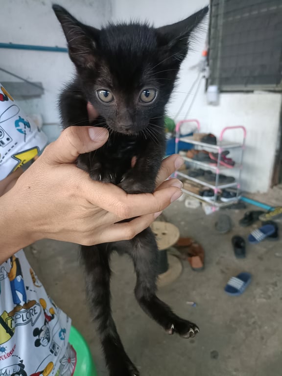 ตามหาเจ้าของแมว อายุ 1.5เดือน