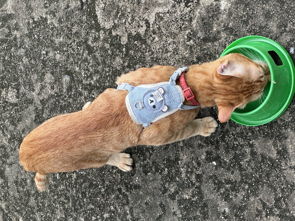 ตามหาเจ้าของแมว 