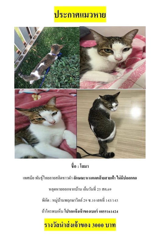 โลมา