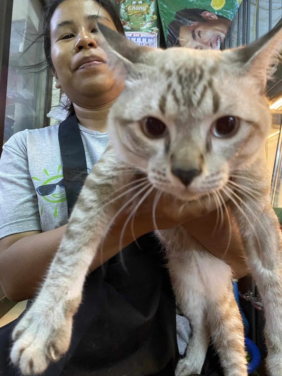 ตามหาเจ้าของแมว ขาหน้าโกนขนเหมือนเพิ่งหาหมอมาไม่นาน