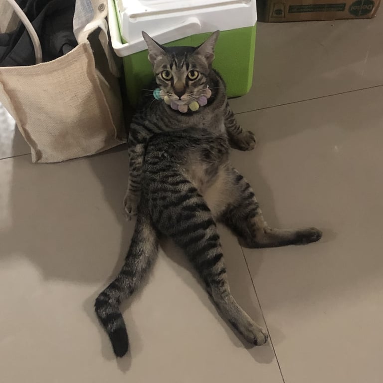 ไทเก้อ