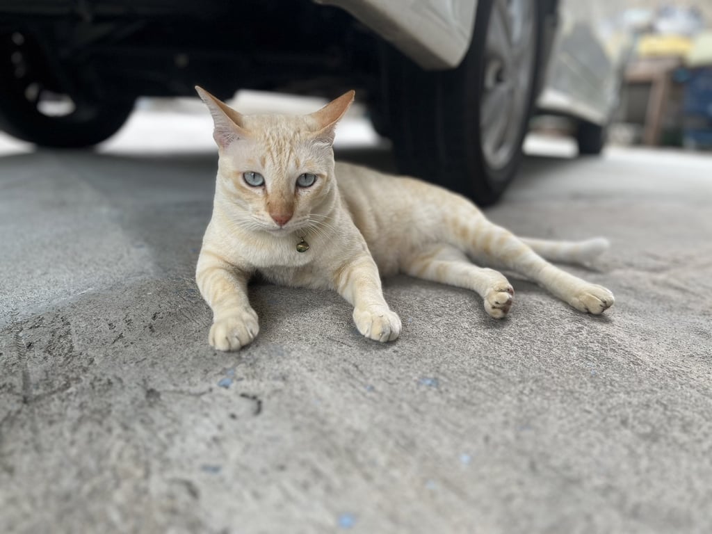 สมชาย