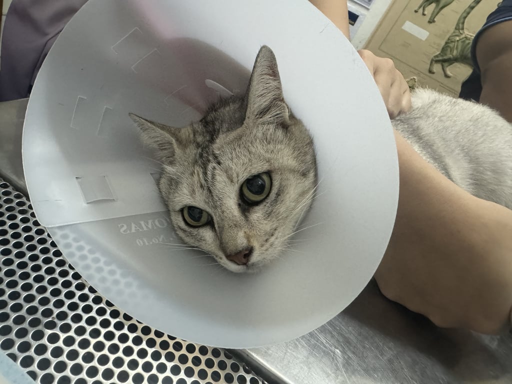 ตามหาเจ้าของแมว นิสัยดี ไม่กลัวคน เรียบร้อย