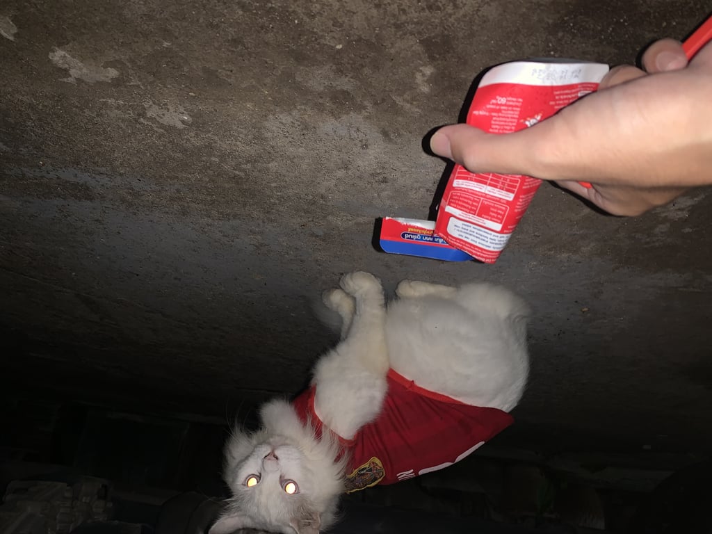 ตามหาเจ้าของแมว ใส่เสื้อบอล สเปนสีแดง