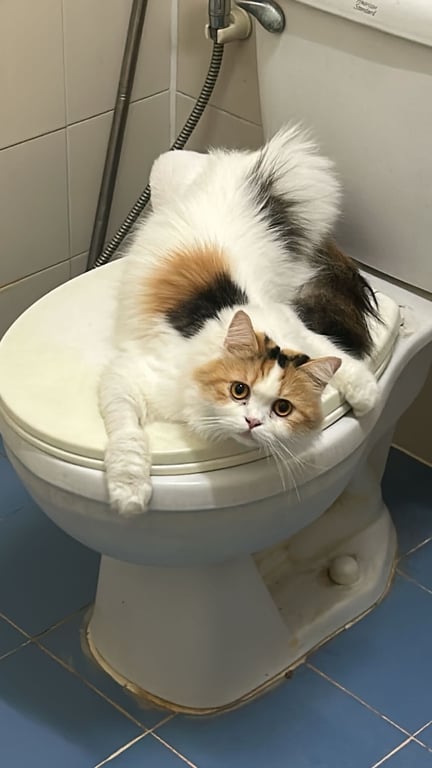 เมาเมา