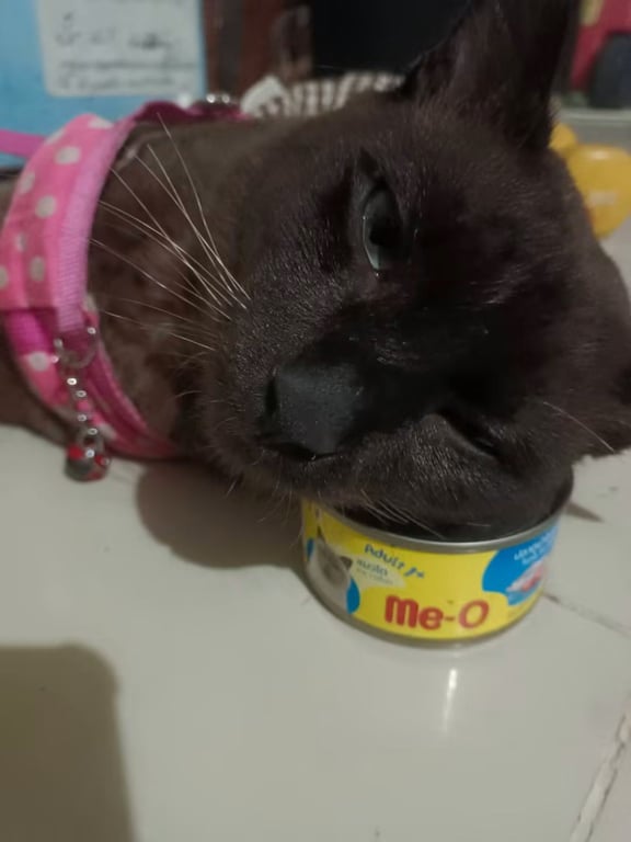 นำโชค