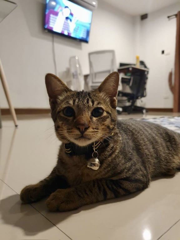 ตามหาเจ้าของแมว 