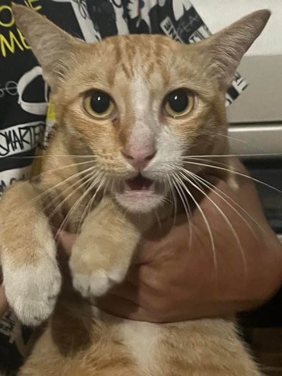 ตามหาเจ้าของแมว หางตรง เชื่องมากๆ