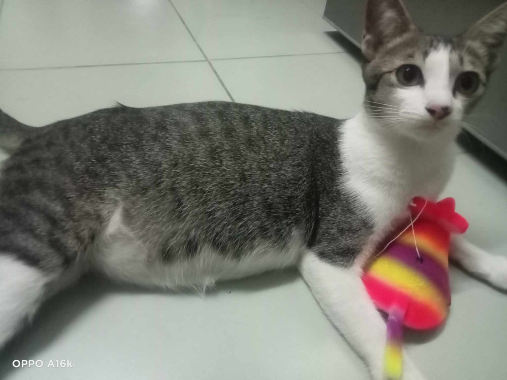 น้องจ่อย