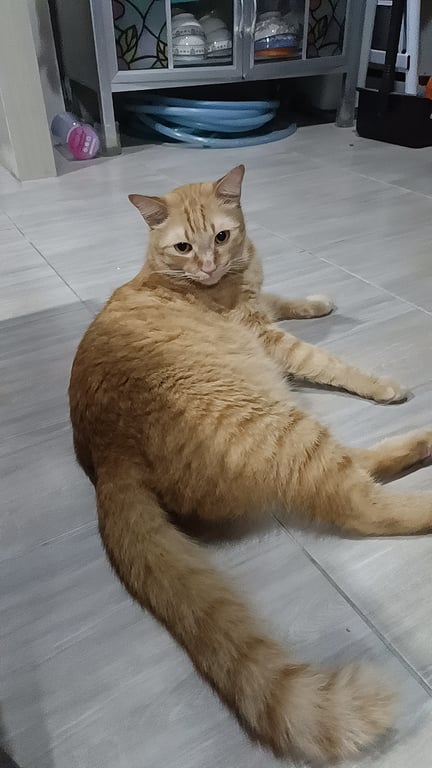 ปีเตอร์