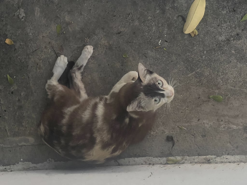 ตามหาเจ้าของแมว น้องติดใต้ทองรถมา