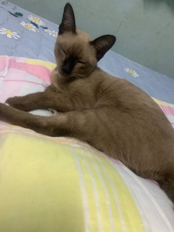 มาร์เก็ต