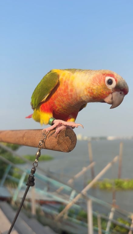 ทาโร่