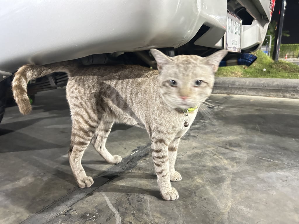 ตามหาเจ้าของแมว 