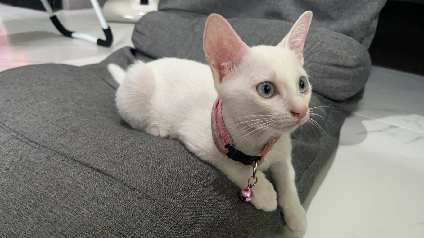 นามิ