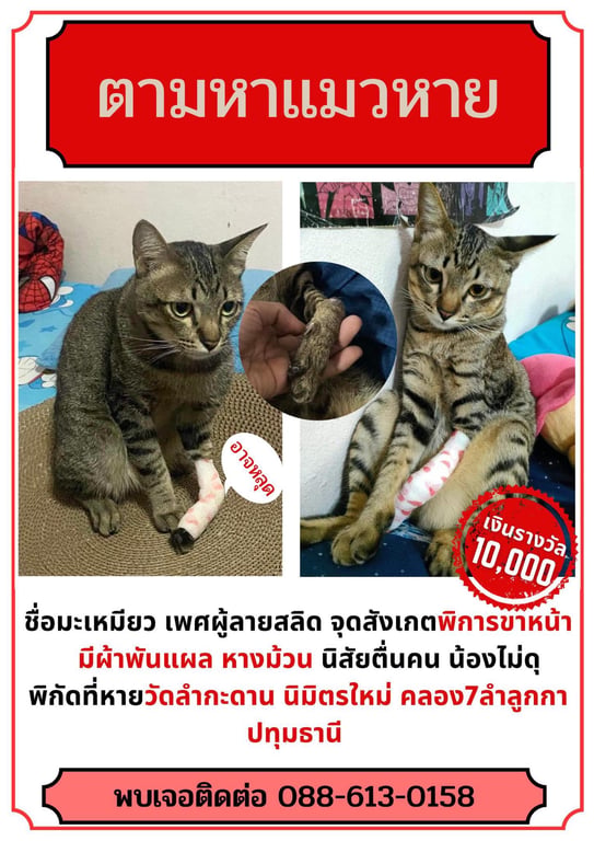 มะเหมียว