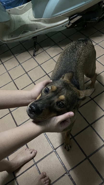 ตามหาเจ้าของหมา 