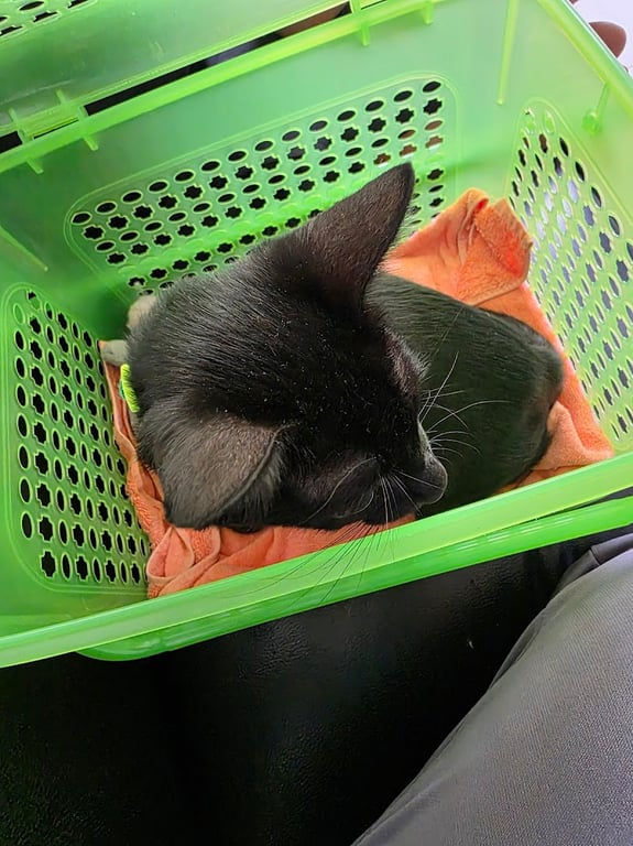 คลีนิกเขาดินสัตวแพทย์