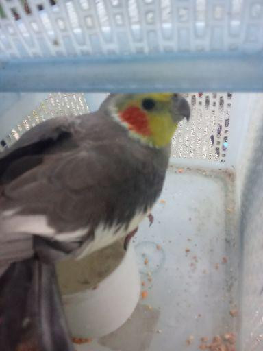 ตามหาเจ้าของนก 