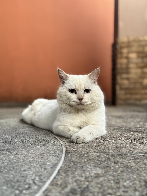 ตามหาเจ้าของแมว ค่อนข้างระแวดระวัง แต่ต้องใช้เวลาสักพักให้น้องไว้ใจ น้องค่อนข้างจะขี้อ้อน