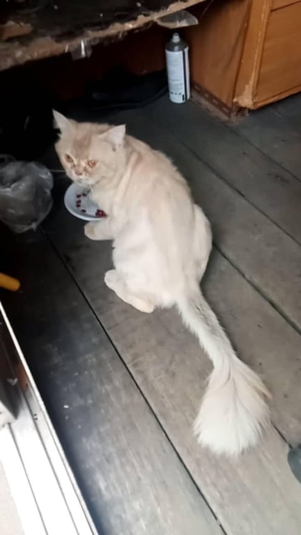 ตามหาเจ้าของแมว น้องมาขอข้าวกินที่ป้อมยามของแฟลต4