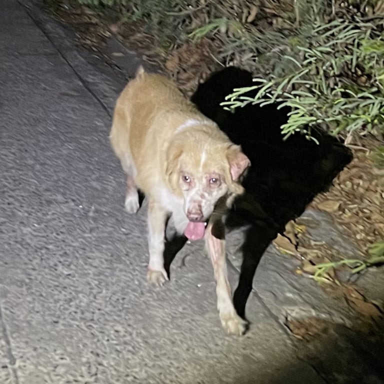 ตามหาเจ้าของหมา 