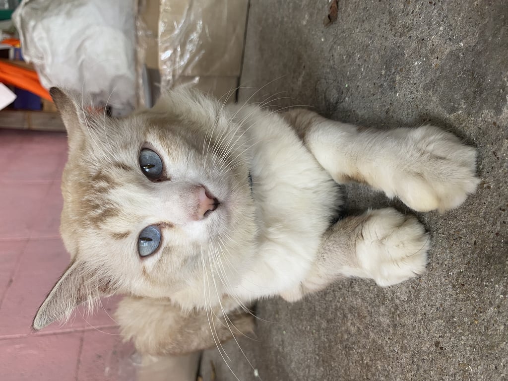 ตามหาเจ้าของแมว 