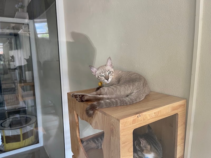 คลินิครักษาสัตว์เพ็ทเทล