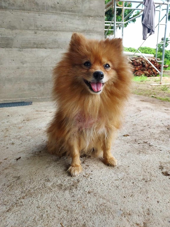 ตามหาเจ้าของหมา แก่เเล้ว  ไม่ค่อยเห่า เชื่องมากๆ