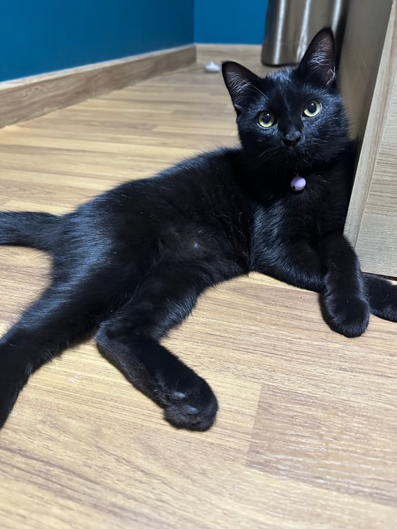 เงิ๊นเงิน