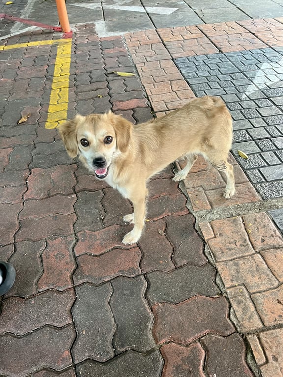 ตามหาเจ้าของหมา น้องน่าจะเป็นน้องหมาพันธุ์โคโคนี่ น้องดูตื่นกลัววิ่งไปมาเหมือนหาเจ้าของ