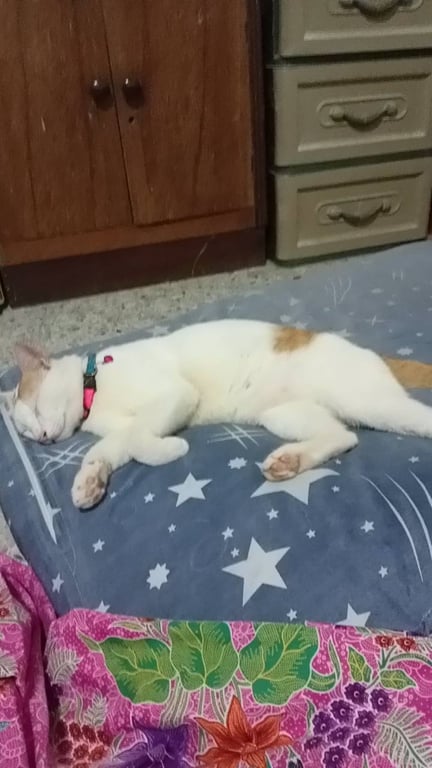 นำโชค