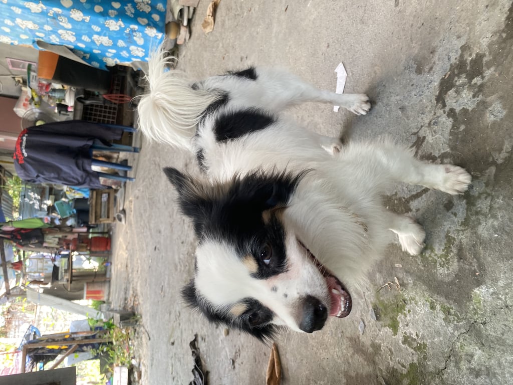 ตามหาเจ้าของหมา หมาใครไม่รู้ มาจีบมาที่บ้าน กินนอนที่นี่ ไม่ยอมกลับบ้าน คล้ายๆชิวาว่าขนยาวผสม เพศผู้ สีขาวดำ