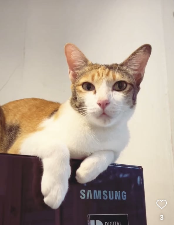 ดีดี๊