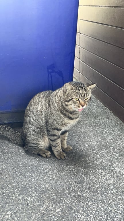 ตามหาเจ้าของแมว ลายสลิด อ้วนมาก ตัวผู้ยังไม่ทำหมัน