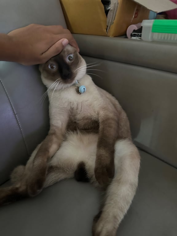 สตั๊นแมน