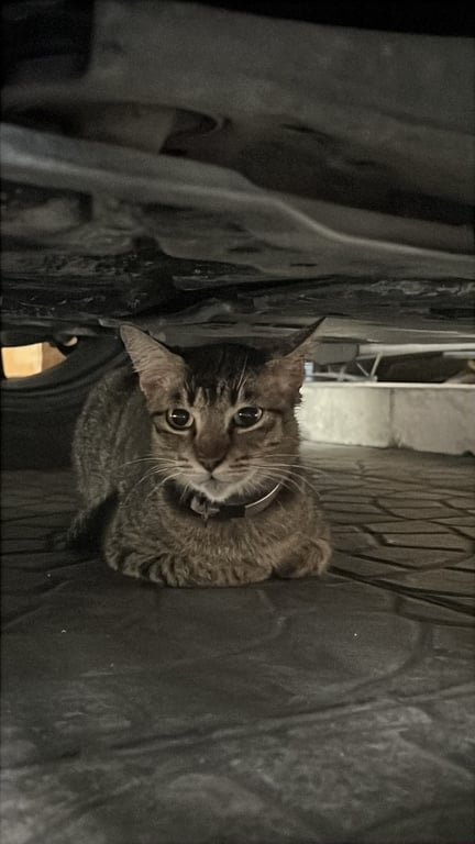 ตามหาเจ้าของแมว น้องน่าจะมาหลบฝนอยู่ใต้ท้องรถในบ้าน ร้องเหมียวๆ ที่บ้านมีหมาด้วยค่ะ กลัวน้องไม่ปลอดภัย อยู่ทึ่113/117 ซอย6 ม.อนุภาษกอล์ฟวิว 0921696242