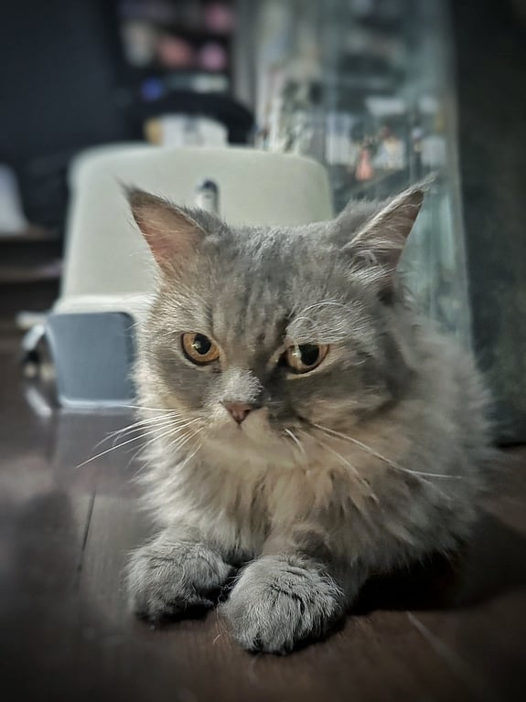 ตามหาเจ้าของแมว 